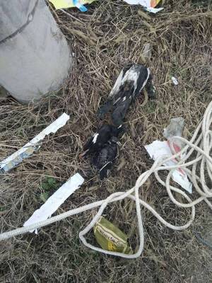 攀枝花小松鼠變身“線路殺手” 可愛(ài)背后的光纜危機(jī)